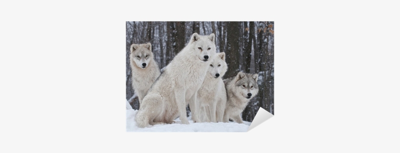 Winter Woods With Wolves, transparent png download