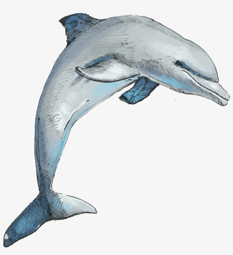 Uk Safari - Safari, transparent png download