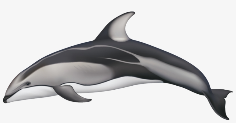 Drawn Dolphins Pacific White Sided Dolphin - Pacific White Sided Dolphin Drawing, transparent png download
