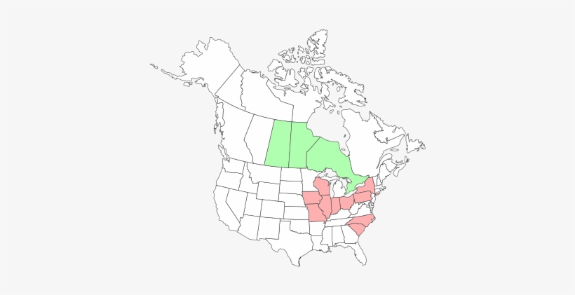 Dannella Lita - Outline Of Map Of Usa, transparent png download