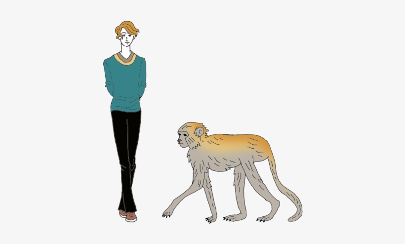 Monkey - Dream Dictionary, transparent png download