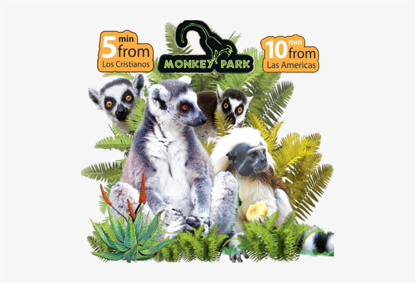 Monkey Park Tenerife - Monkey Park Los Cristianos, transparent png download