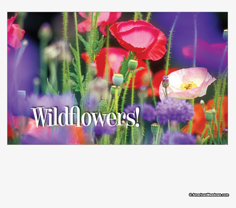 Wildflowers Seed Postcard - Poppy, transparent png download