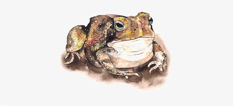 Grenouilles,frog,tube - Eastern Spadefoot, transparent png download