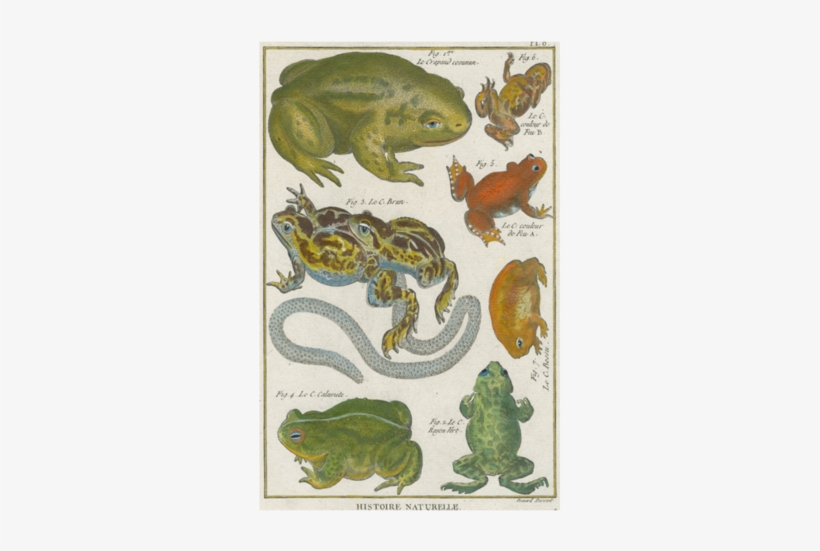 Common Toad - Toad Engraving, transparent png download