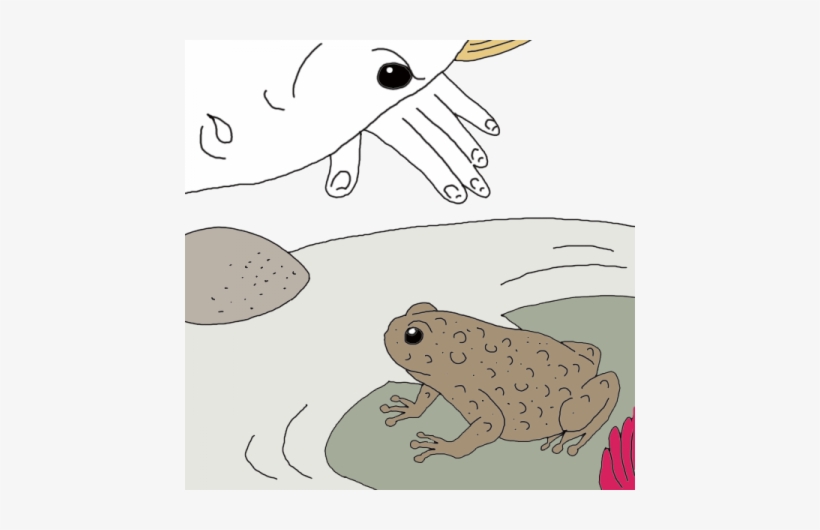 Toad - Spirit, transparent png download