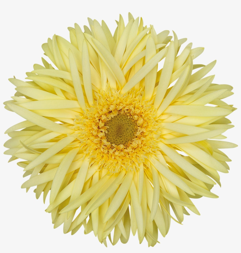 High Resolution Image, Download File - Chrysanths, transparent png download