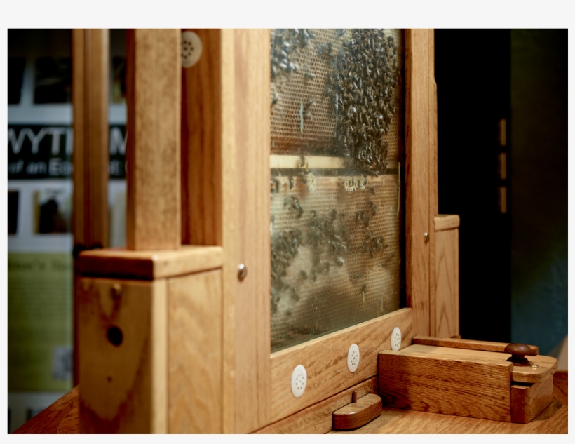 A Side View Of Our Hive, Showing Where The Bees Are - Beehive, transparent png download
