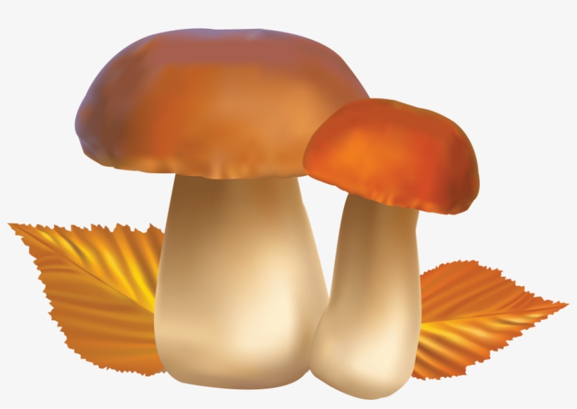 Free Png Mushroom Png Images Transparent - Mushrooms Clipart, transparent png download