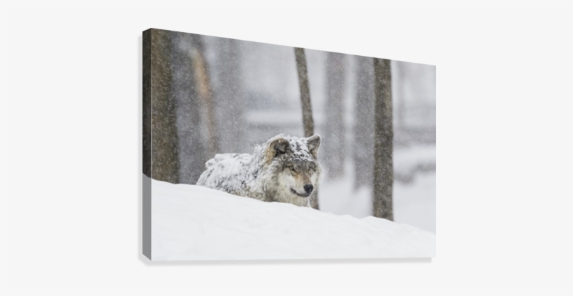 Grey Wolf During A Snow Storm - Posterazzi Dpi12304040 Grey Wo, transparent png download
