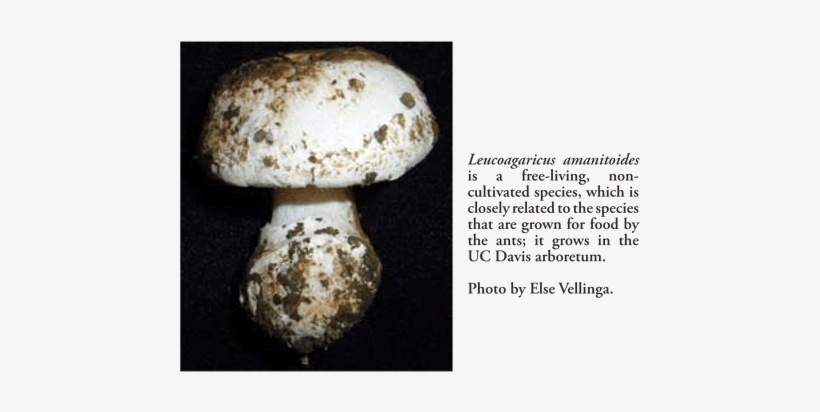 Of Course, Only A Small Set Of Enzymes Have Been Tested, - Leucoagaricus Gongylophorus, transparent png download