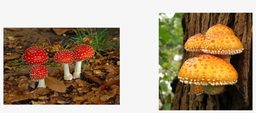 Fungi Is A Type Of Microorganism - 5 Reinos Con Nombres, transparent png download