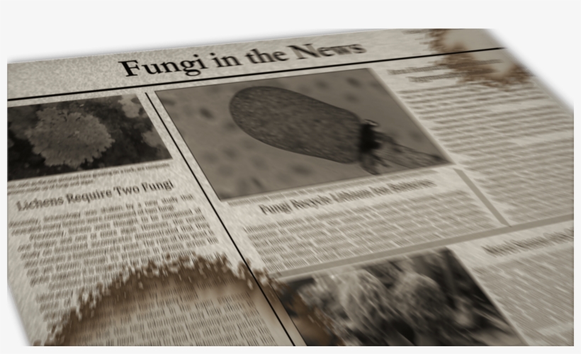 Fungi In The News Image - Fungus, transparent png download