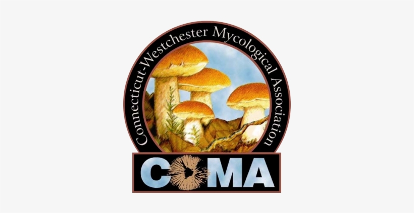 Coma Members Lead Mushroom Walks In Westchester County, - Edible Mushrooms In Connecticut, transparent png download