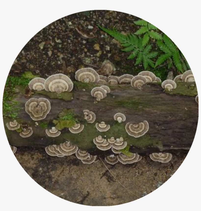 Circle, transparent png download