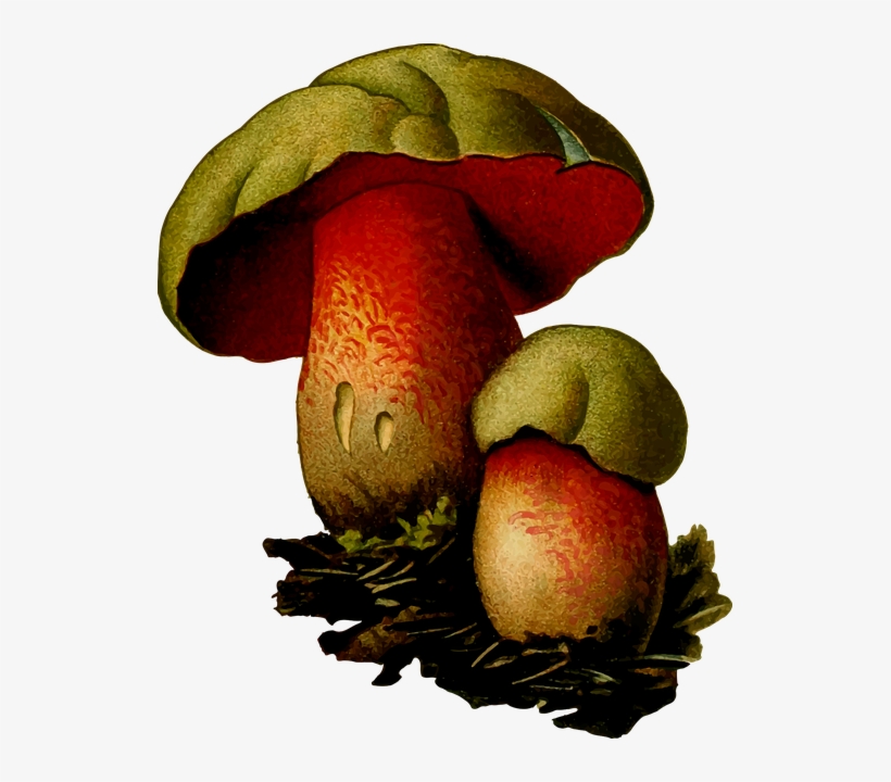 Fungus, transparent png download