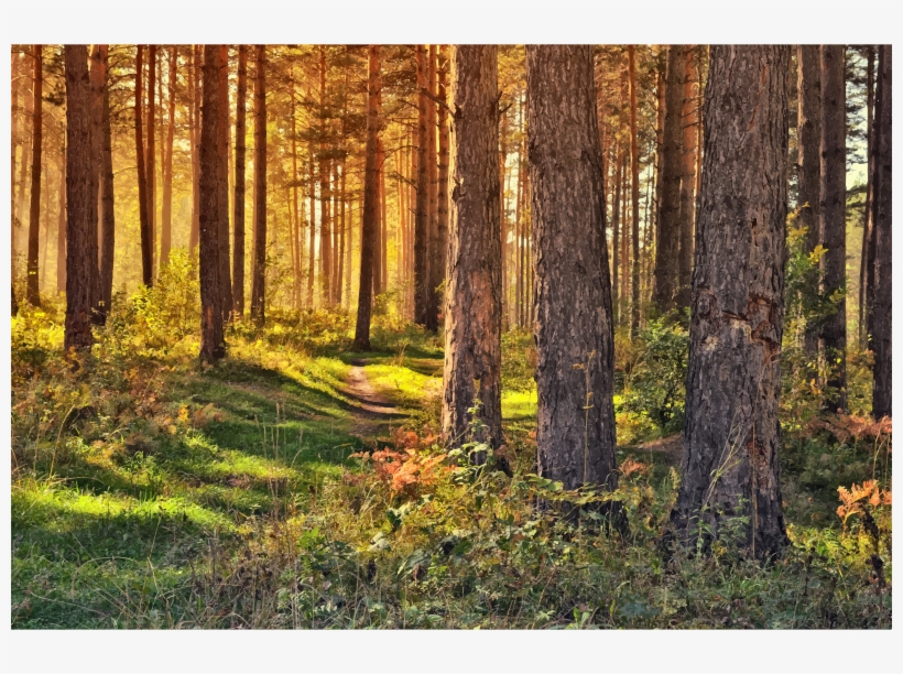 Medium Image, transparent png download