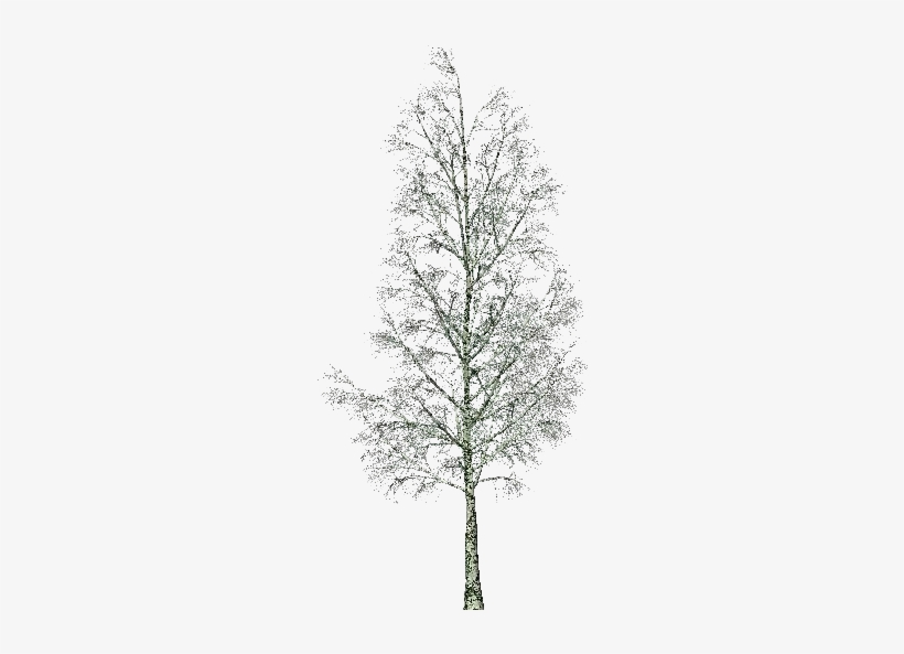 3d Trees - Birch - Software, transparent png download