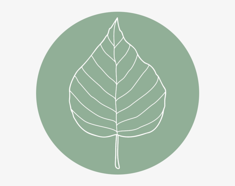 Birch, transparent png download