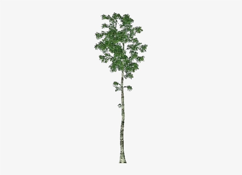 3d Trees - Birch - Pond Pine, transparent png download