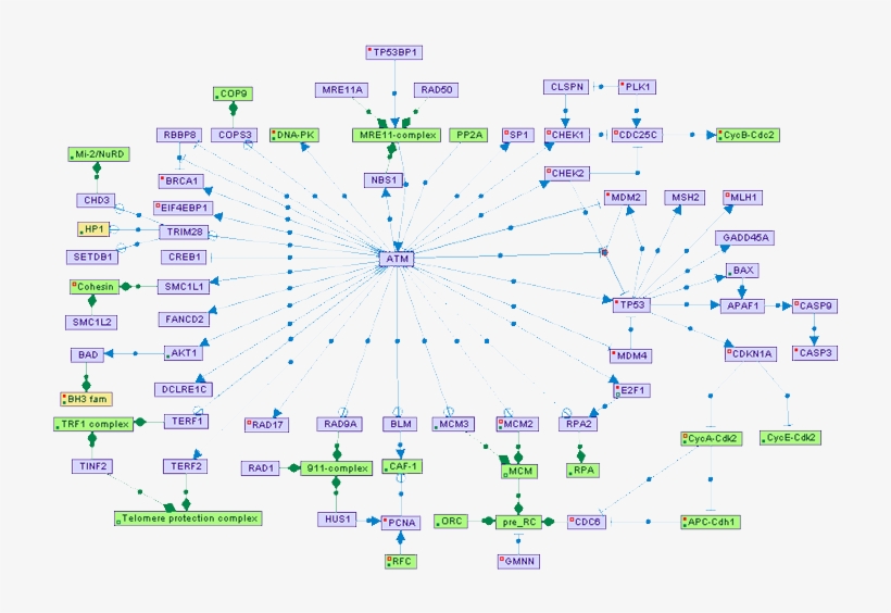 1[1] - Rrm2 Signaling, transparent png download