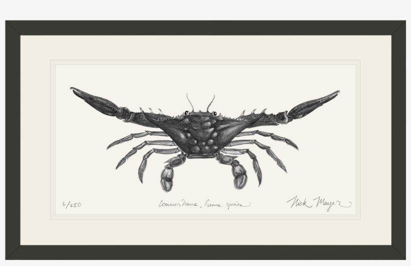 Blue Crab Out Bw Bl V=1524851244 - Narragansett Bay, transparent png download