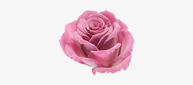 Rosa ,en Formato Png - Flower, transparent png download