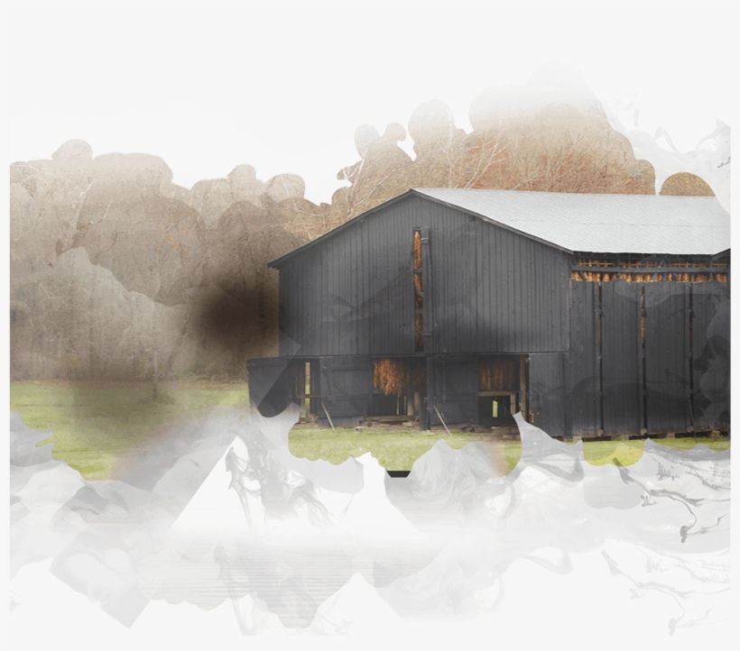 Bristol-myers Squibb Foundation - Snow, transparent png download