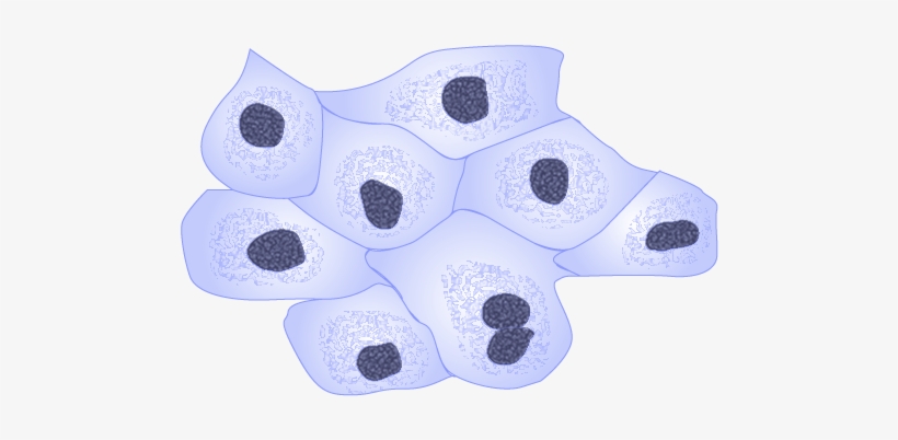 Mdck Cells - Sock, transparent png download