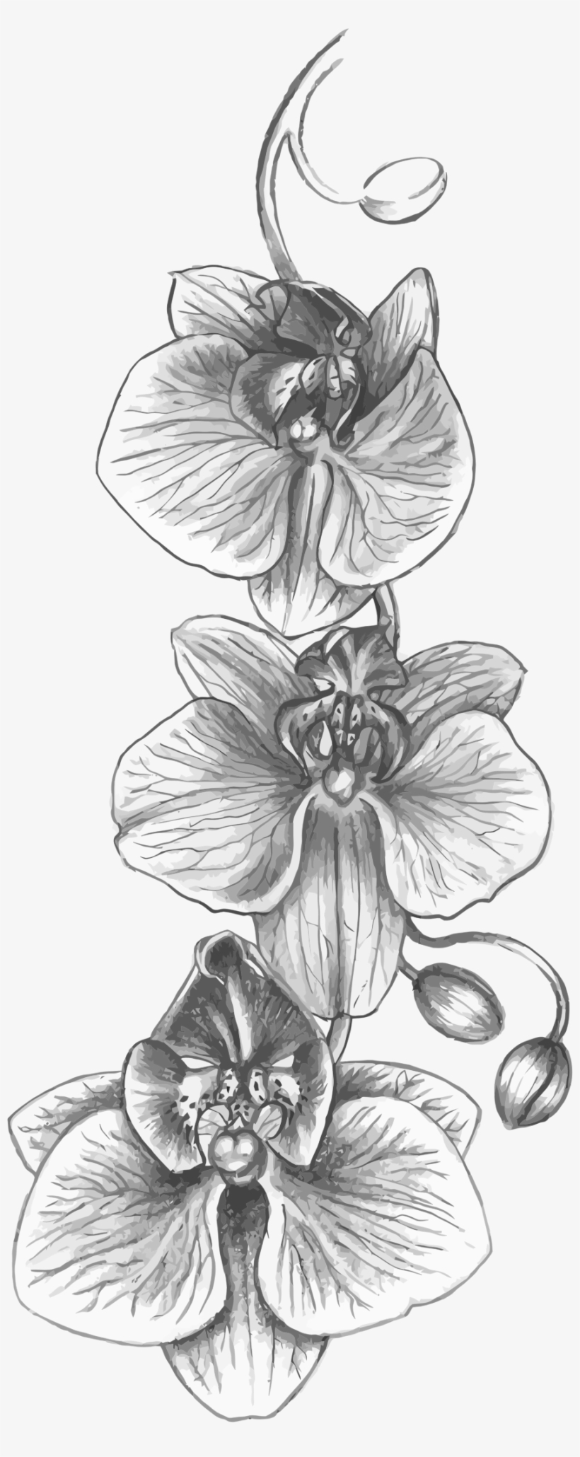 This Free Icons Png Design Of Orchid Sketch, transparent png download