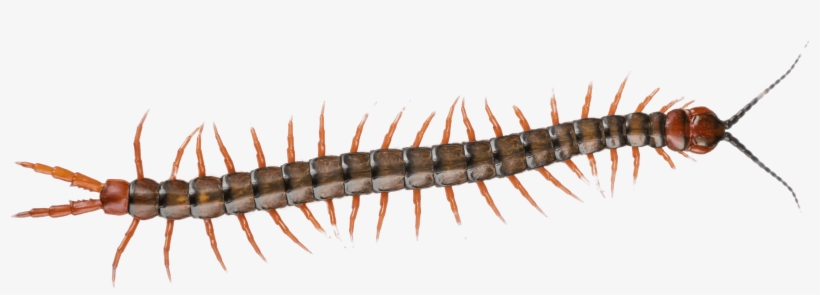Centipede - Centipede No Background, transparent png download