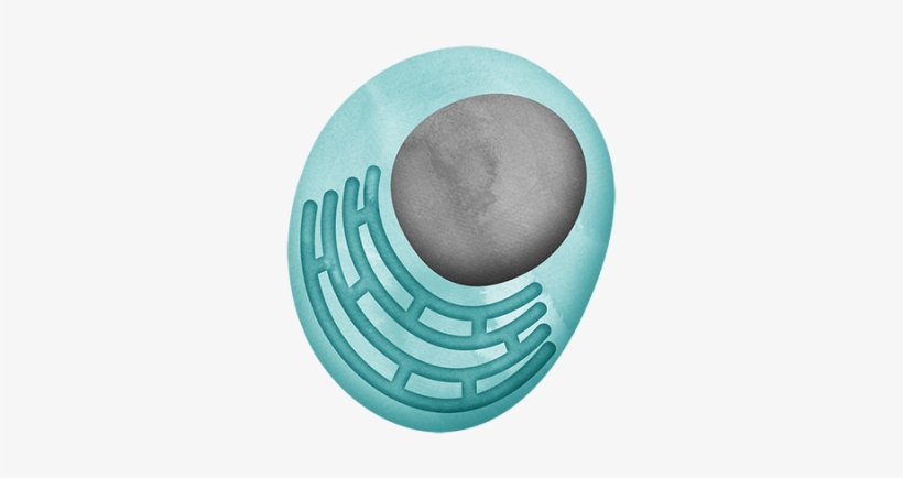 B Cells That Have Been Activated To Produce Antibodies - Plasma B Cell, transparent png download