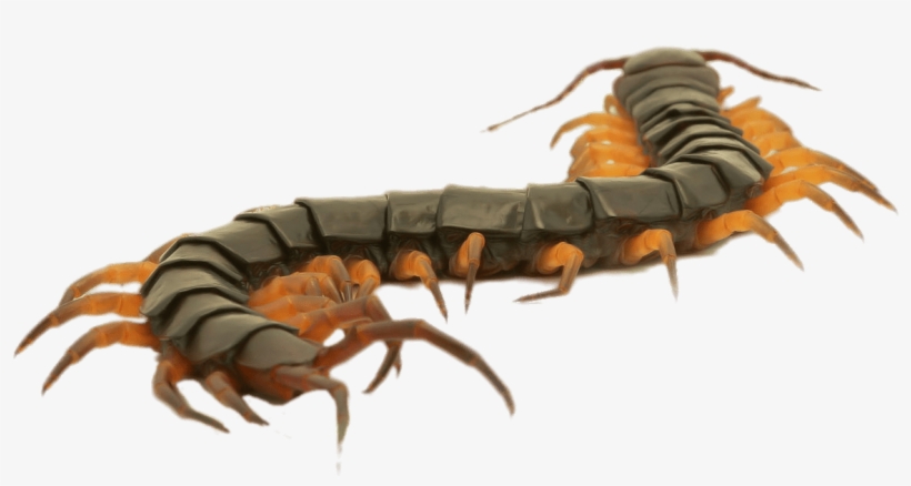 Close Up Of A Brown Centipede - Close Up On Centipede, transparent png download