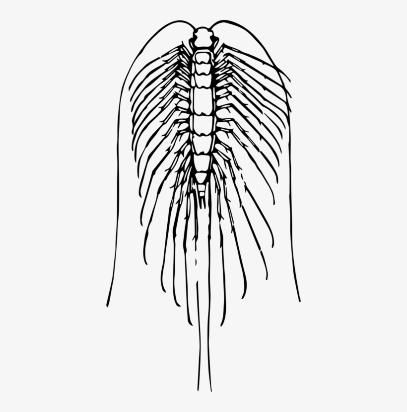 Centipedes Spider Drawing Millipedes Scolopendra - Vektor Lipan, transparent png download