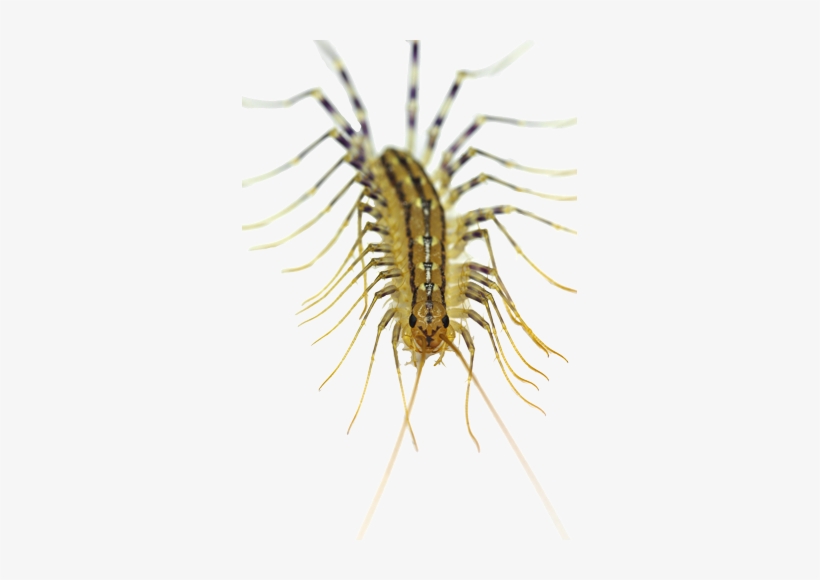 Centipede - Types Of Millipedes In Ontario, transparent png download