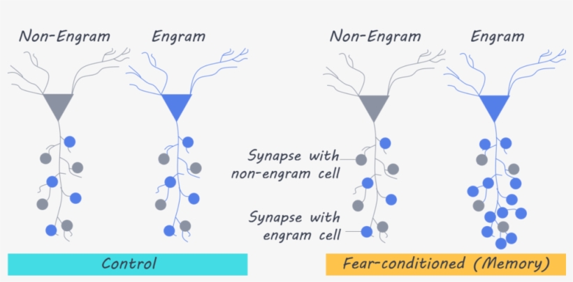 Iengram - Engram Cells, transparent png download
