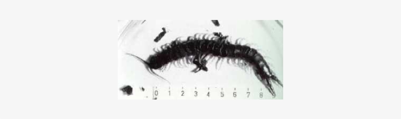 Australian Centipede - Firebrat, transparent png download