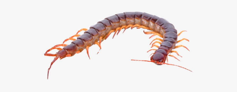 Centipede Freetoedit - Hundred Legs, transparent png download
