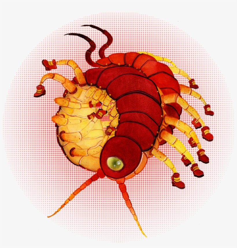 A Centipede Wearing Sneakers For Katedrawsthings - Insect, transparent png download