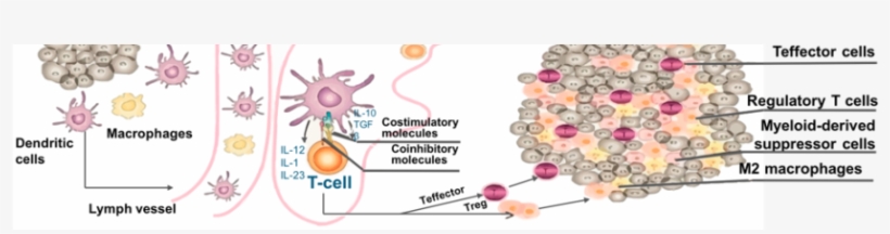 T Cell Activation To Kill Cancer Cells, transparent png download
