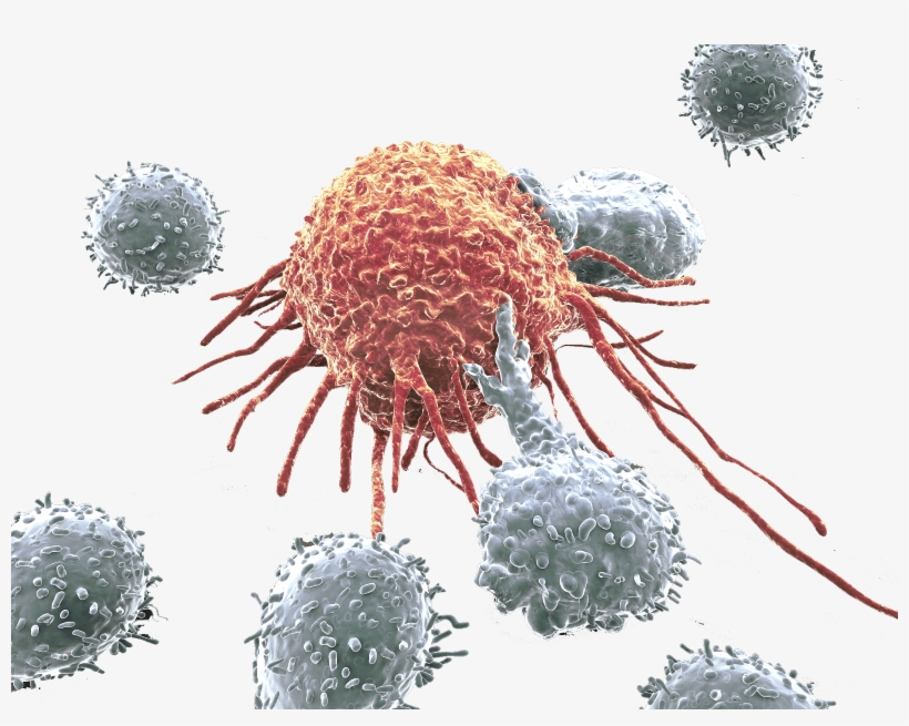 Cancer Cell Hero - Kuby Inmunología [book], transparent png download