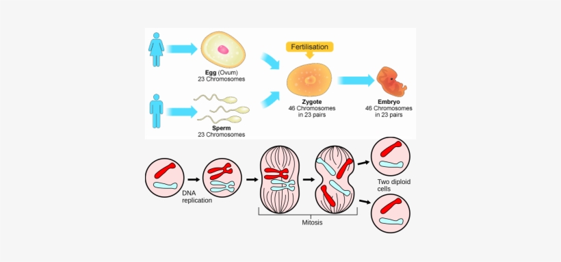 Picture - Produce Haploid Sex Cells, transparent png download