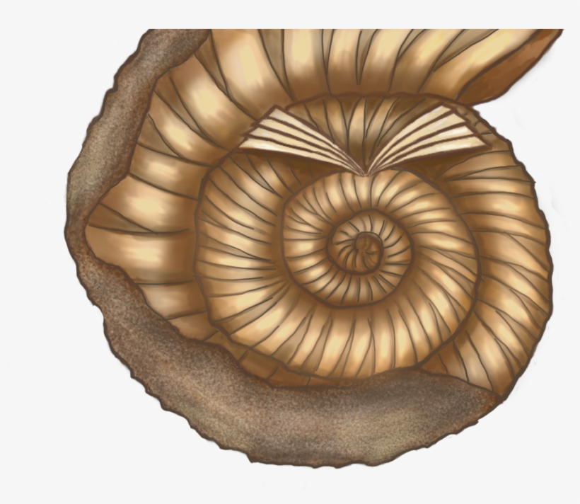 Ammonites, transparent png download