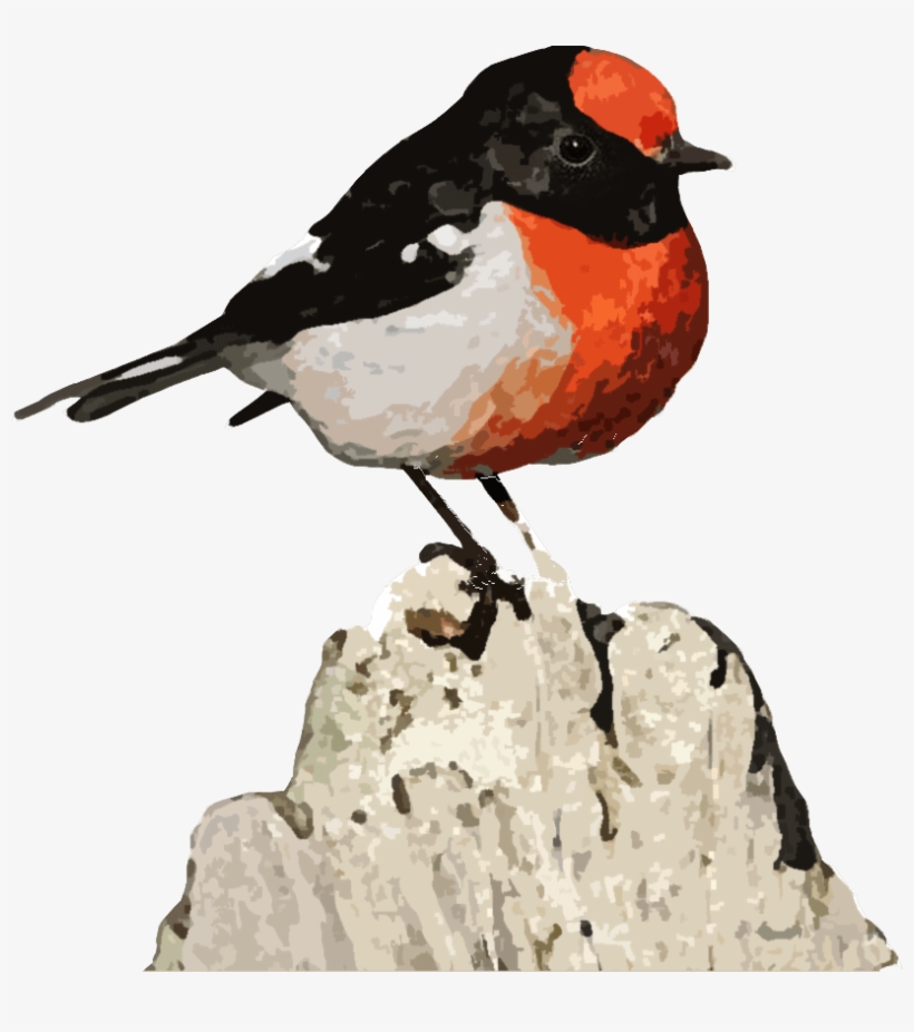 Rose Breasted Grosbeak, transparent png download