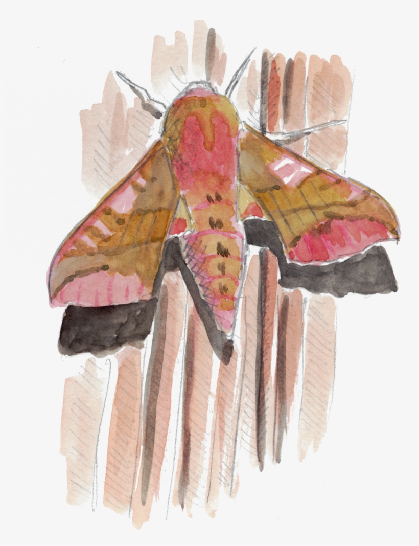 Papillon Petit Sphinx De La Vigne - Small Elephant Hawk-moth, transparent png download