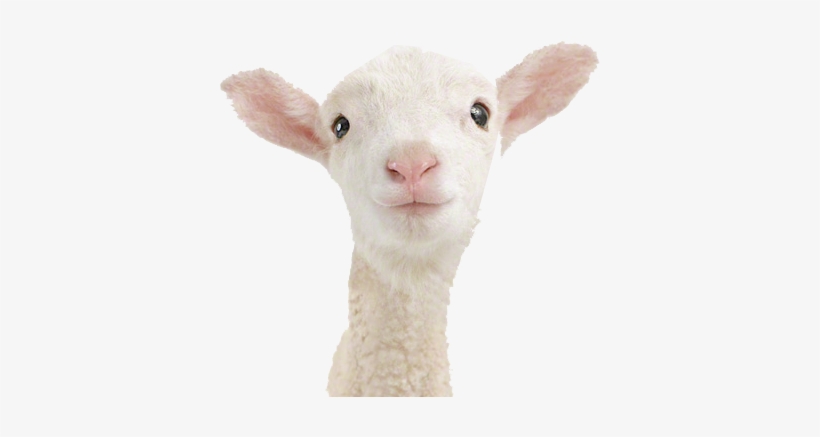 Lamb Transparent - Animal Print Shop By Sharon Montrose Little Darlings, transparent png download