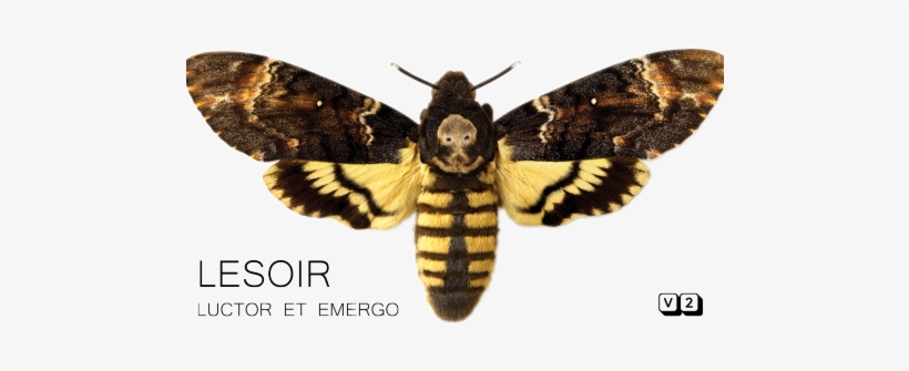 Well I Was Going To Name My New Band Gypsy Moth And - Lesoir: Luctor Et Emergo Cd, transparent png download