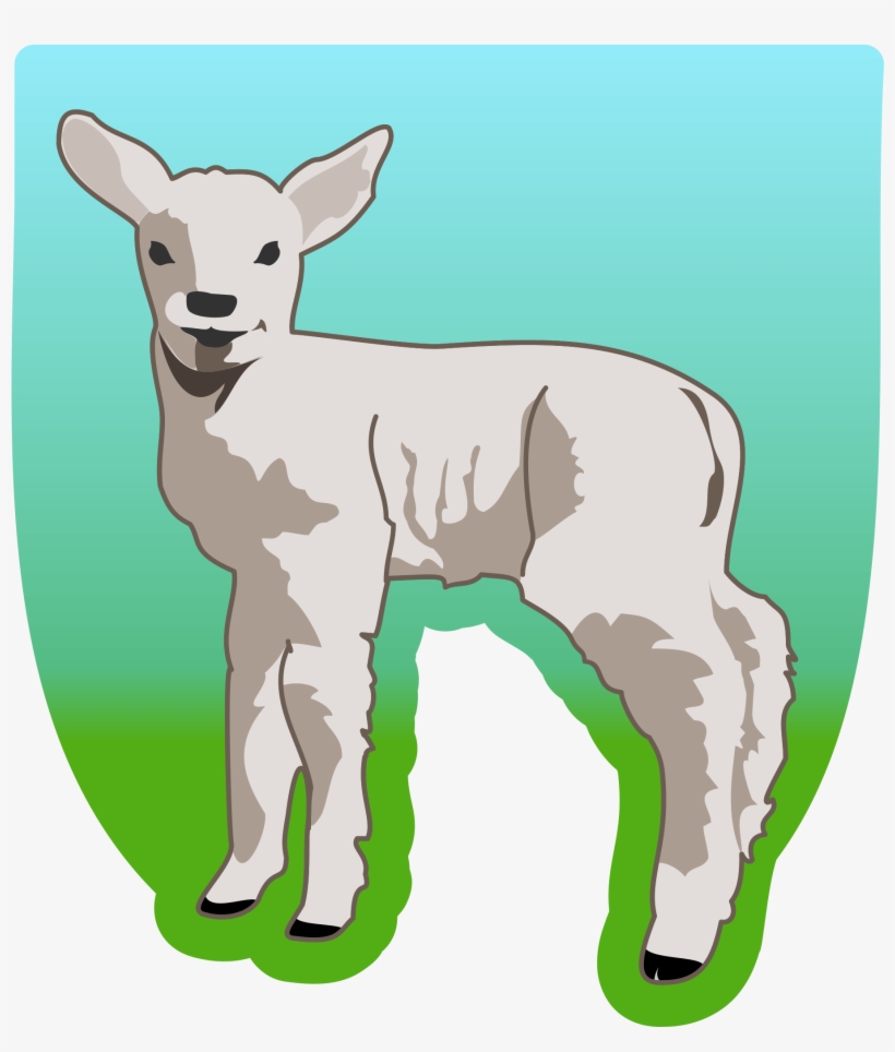 Big Image - Baby Lamb Shower Curtain, transparent png download