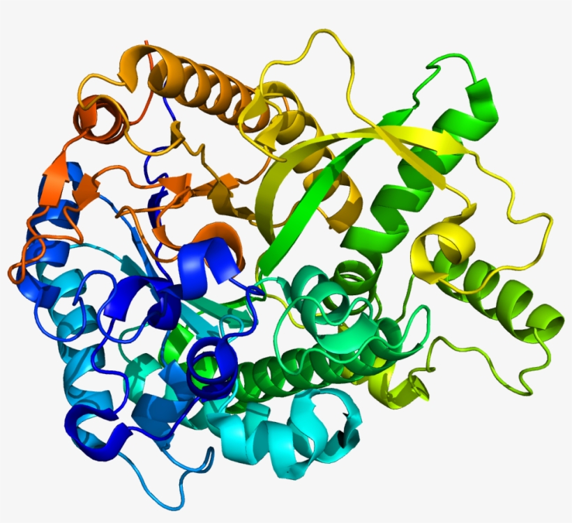 Protein Gba3 Pdb 2e9l - Alpha L Iduronidase, transparent png download