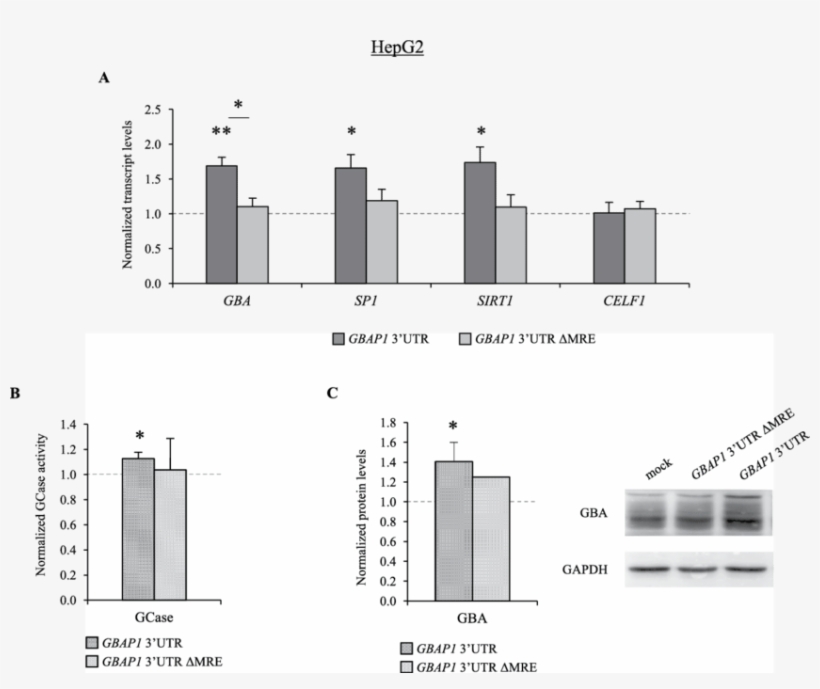 Gbap1 Acts As A Cerna Titrating Mir 22 3p And Up Regulating - Mir-22, transparent png download